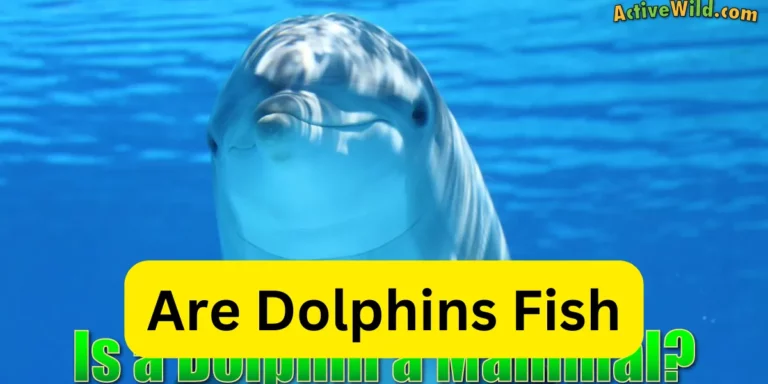 Are Dolphins Fish