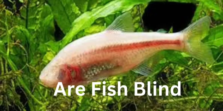 Are Fish Blind