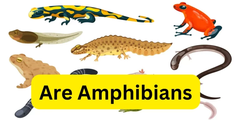 Are Amphibians